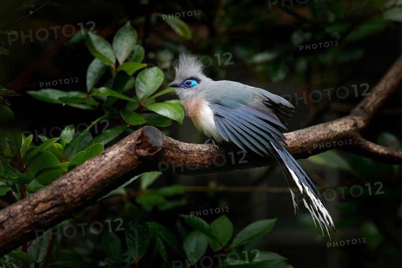Crested Couna, Coua cristata, rare grey and blue bird with crest, in nature habitat. Couca sitting on the branch, Madagascar. Birdwatching in Africa. Bird hidden green vegetation. Bird from Madagascar