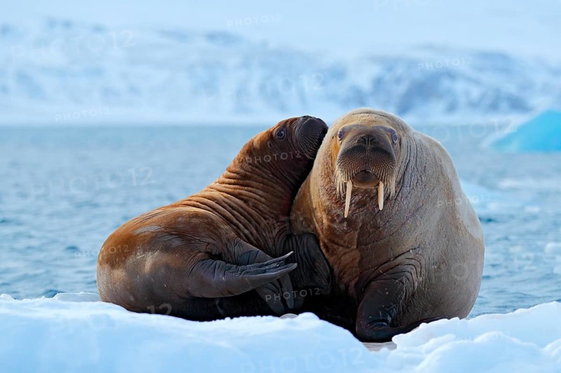 Mother with cub. Young walrus with female. Winter Arctic landscape with big animal. Family on cold ice. Walrus, Odobenus rosmarus, stick out from blue water on white ice with snow, Svalbard, Norway