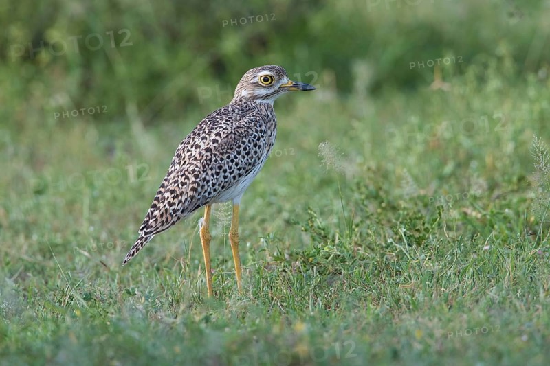 Kaptriel (Burhinus capensis), Spekes Bay, Tanzania
