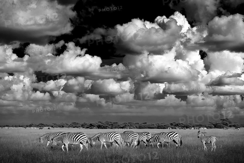 Zebra with blue storm sky. Burchell's zebra, Equus quagga burchellii, Nxai Pan National Park, Botswana, Africa. Wild animal on the green meadow. Wildlife nature, African safari