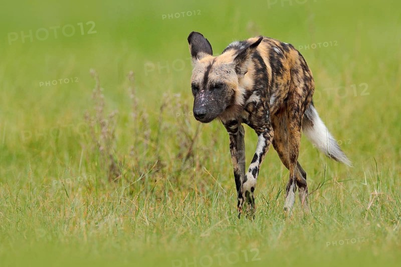 African wild dog, walking in the green grass, Okacango deta, Botswana, Africa. Dangerous spotted animal with big ears. Hunting painted dog on African safari. Wildlife scene from nature