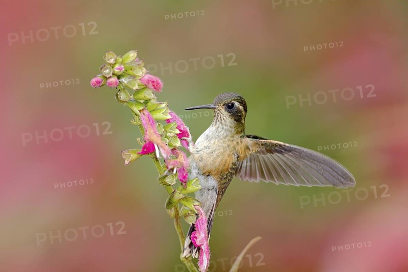 Hummingbird drinking nectar from pink flower. Hummingbird sucking nectar. Feeding scene with Speckled Hummingbird. Bird from Ecuador tropic forest. Exotic bird with flower in the forest. Wildlife