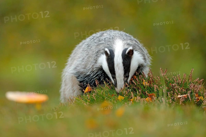 Badger, Meles meles, animal in wood. European badger, autumn pine green forest. Wild Mammal environment, rainy day. Badger in forest, animal nature habitat, Germany, Europe. Wildlife behaviour scene