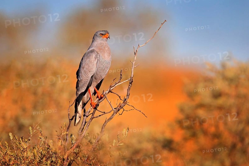 Pale chanting goshawk, Melierax canorus, bird of prey from Kalahari desert hunting rodents. Colorful raptor, blue-grey bird with orange legs and beak, Kgalagadi, Africa. Wild Hawk on the tree