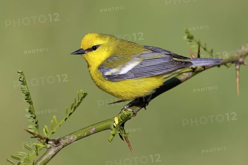Blue-winged Warbler (Vermivora cyanoptera), Texas, USA