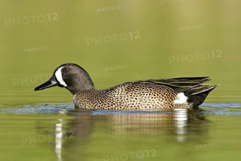 Blue-winged Teal (Spatula discors) male, Texas, USA