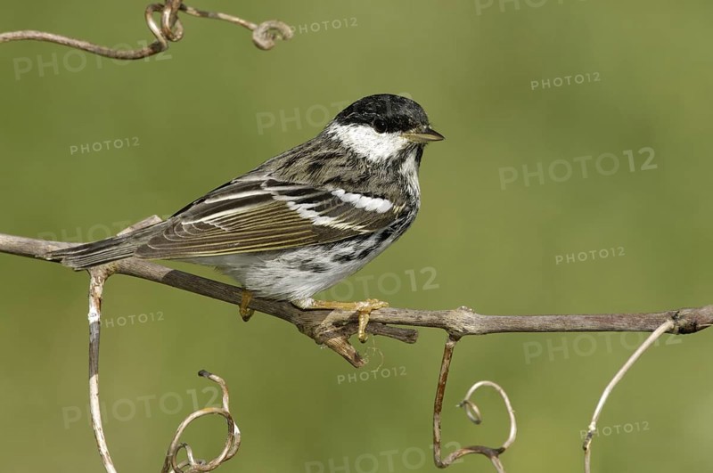 Blackpoll Warbler (Setophaga striata), Texas, USA