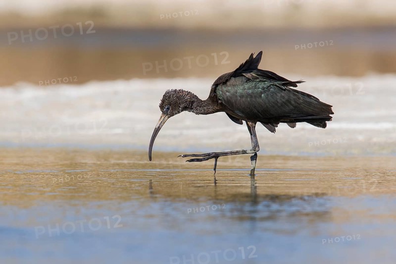 Glossy Ibis (Plegadis falcinellus) foraging, Eilat, Israel