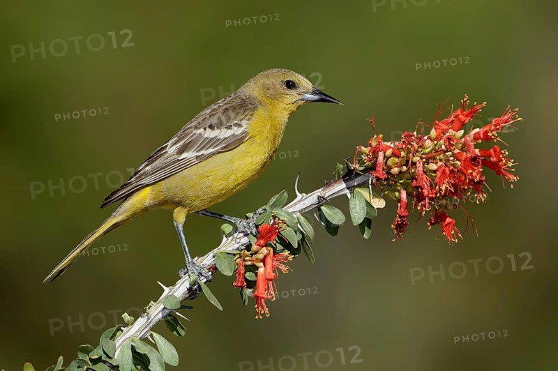 Scott's Oriole (Icterus parisorum) female, Arizona, USA