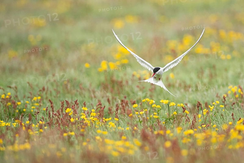 Arctic Tern (Sterna paradisaea) flying over blooming meadow, Iceland
