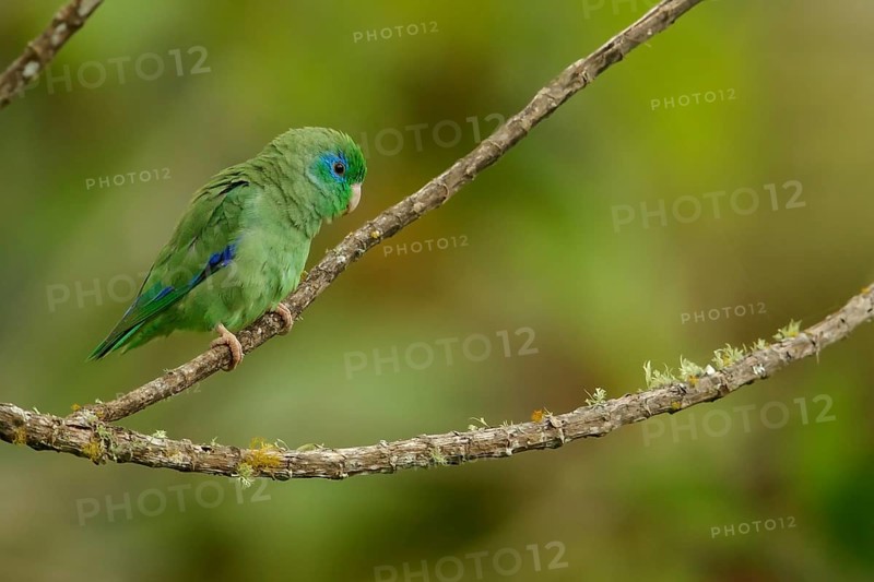 Spectacled Parrotlet (Forpus conspicillatus) perched on a branch in the Andes mountains in Colombia