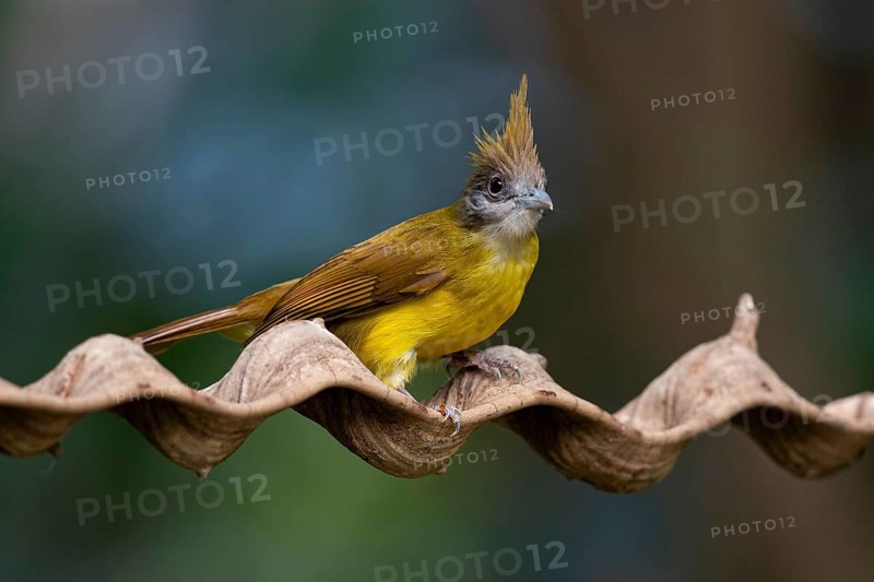 White-throated Bulbul (Alophoixus flaveolus burmanicus), Yunnan, China