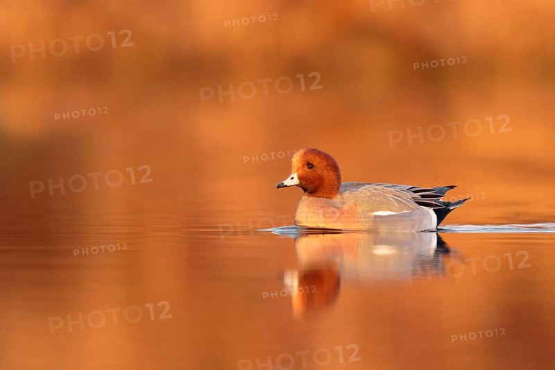Eurasian Wigeon (Mareca penelope) male, Utrecht, Netherlands