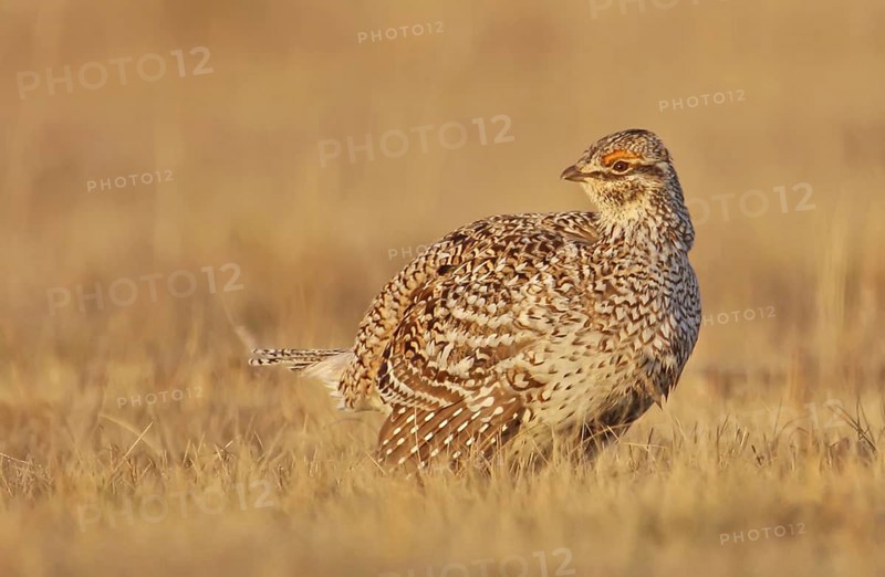Sharp-tailed Grouse (Tympanuchus phasianellus) female, Saskatchewan, Canada