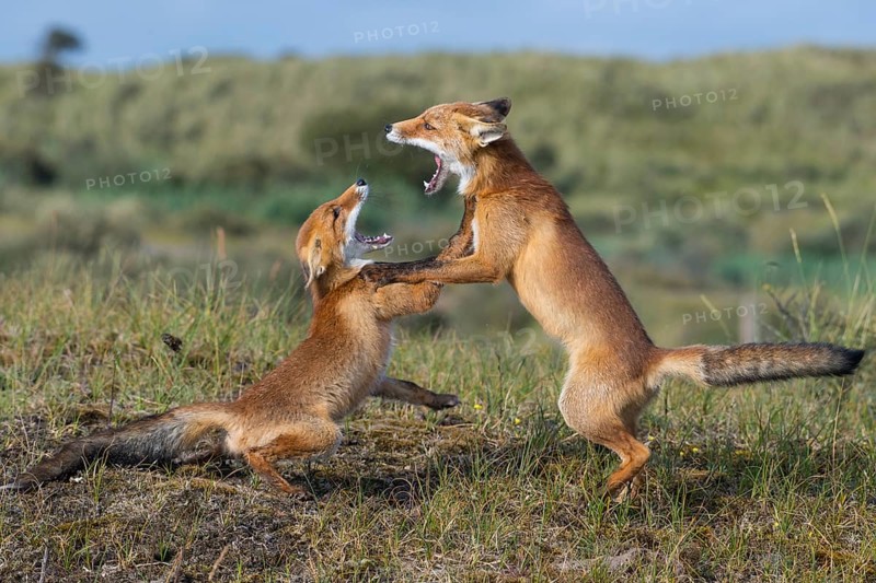 Red Fox (Vulpes vulpes) two adult fighting and playing in grassland, Netherlands