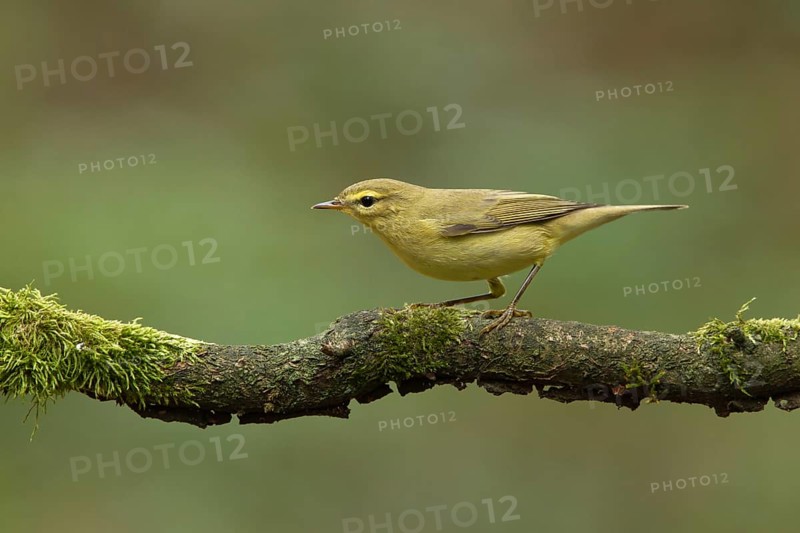 Willow Warbler (Phylloscopus trochilus), Utrecht, Netherlands