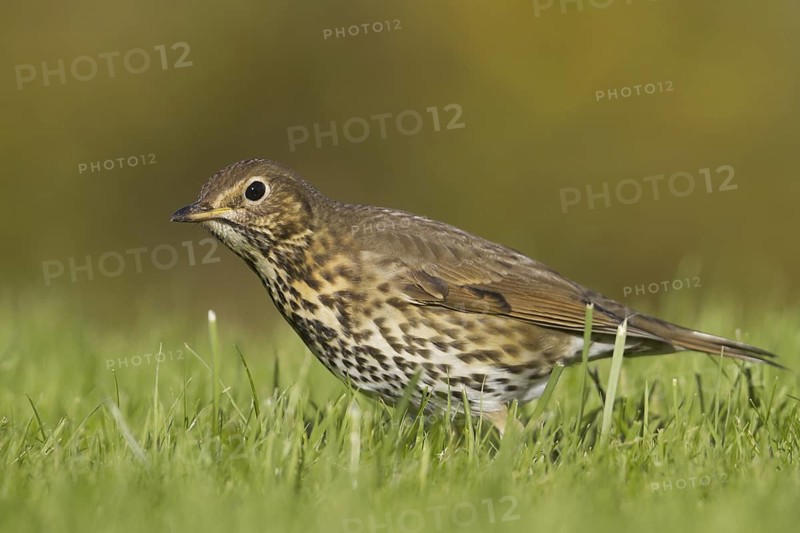 Song Thrush (Turdus philomelos), Schleswig-Holstein, Germany