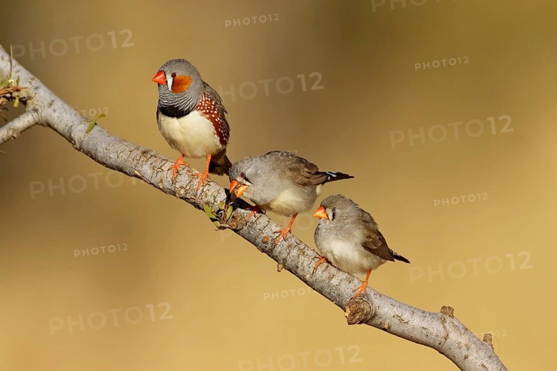 Zebra Finch (Taeniopygia guttata castanotis), Northern Territory, Australia