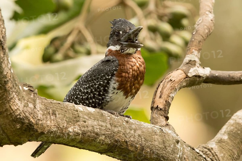 Giant Kingfisher (Megaceryle maxima) male, Gambia