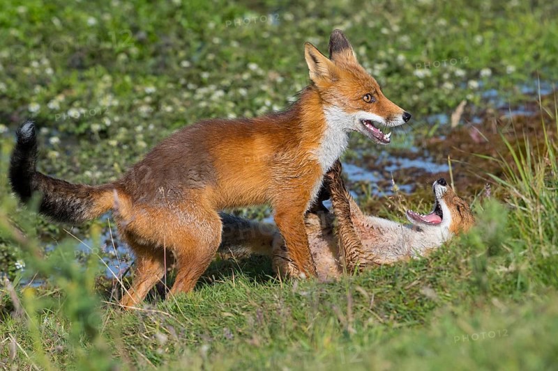Red Fox (Vulpes vulpes) two young fighting and playing in grassland, Netherlands