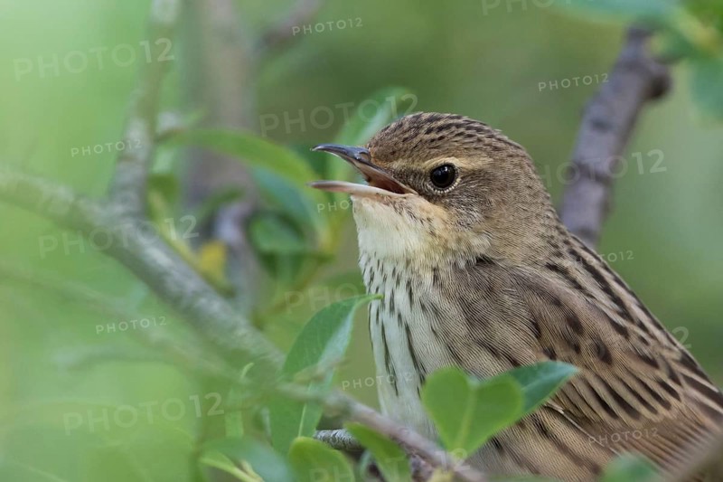 Lanceolated Warbler - Strichelschwirl - Locustella lanceolata ssp. lanceolata, Russia