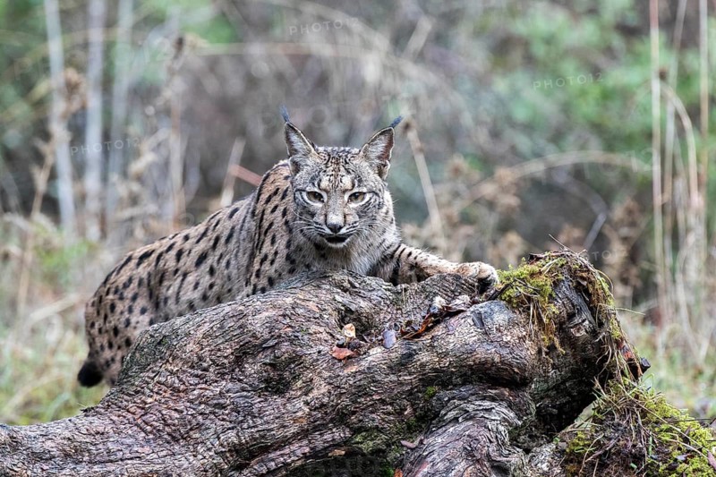 Iberian lynx, Lynx pardinus