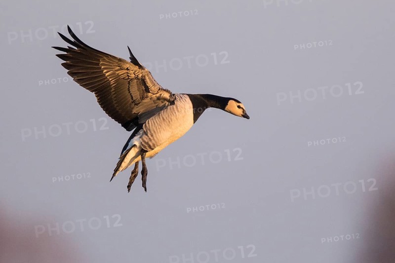 Barnacle Goose (Branta leucopsis) landing, North Rhine-Westphalia, Germany