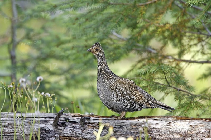 Dusky Grouse Dendragapus obscurus Hannigans Meadow, White mountains, Arizona, United States 27 June Adult Female Phasianidae