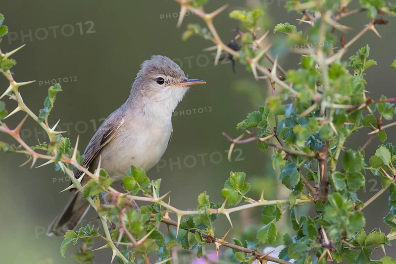 Uppchers Warbler - Dornspötter - Hippolais languida, Kyrgyzstan