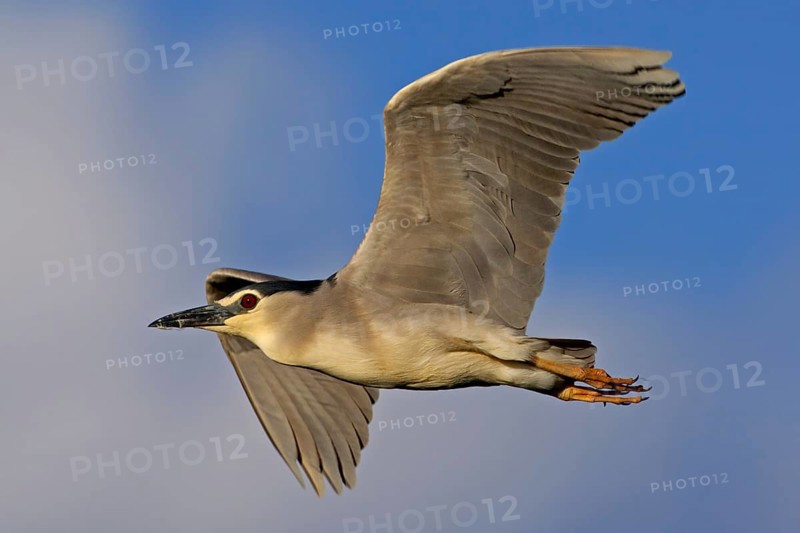 Black-crowned Night Heron (Nycticorax nycticorax) flying, Mallorca, Spain