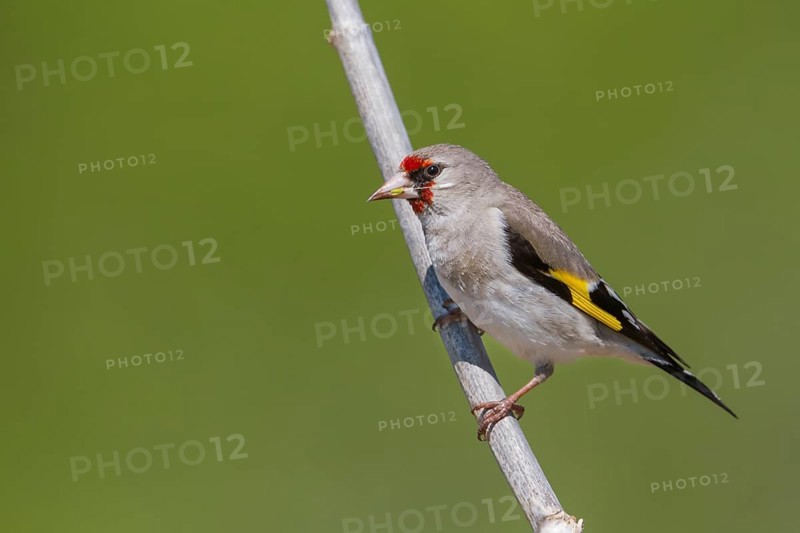 Grey-headed Goldfinch - Stieglitz - Carduelis carduelis ssp. caniceps, Kazakhstan, adult