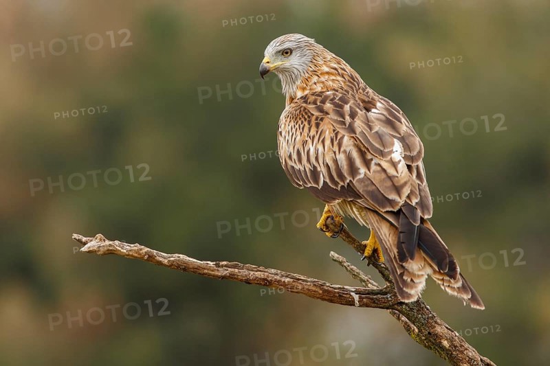 Red Kite (Milvus milvus), perched on a branch, Castile and Leon, Spain