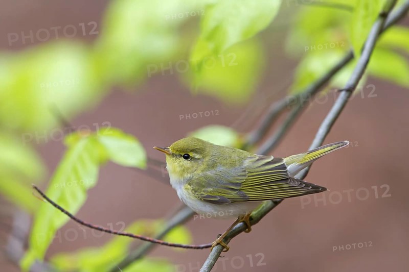 Wood Warbler (Phylloscopus sibilatrix), Rhineland-Palatinate, Germany