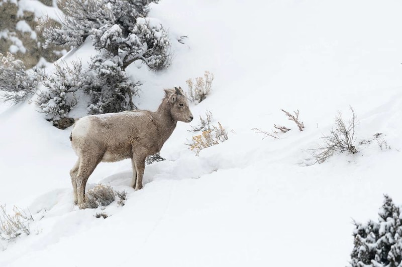 Bighorn Sheep (Ovis canadensis) young in snowy countryside, Yellowstone National Park, Wyoming, USA