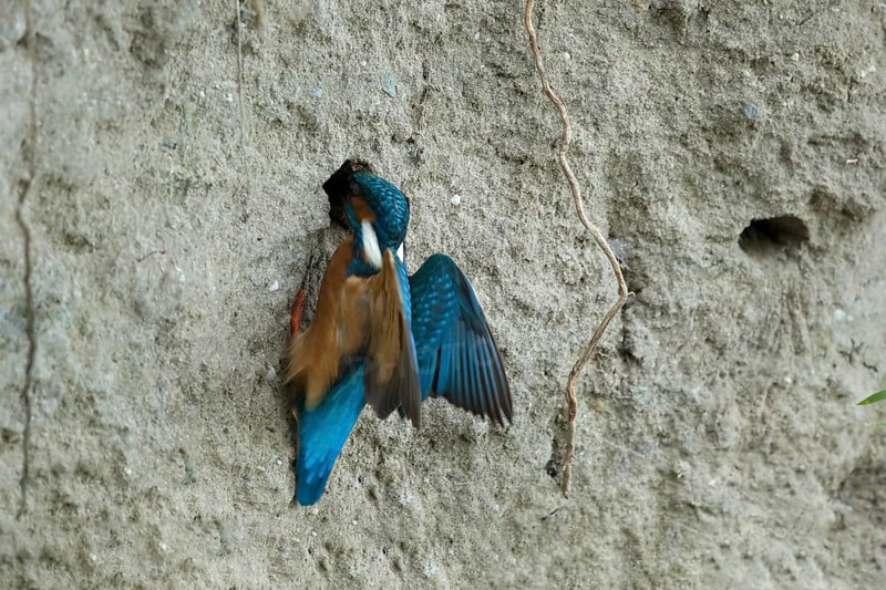 Ijsvogel bouwt zijn nest, Kingfisher building a nest