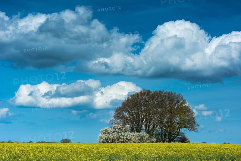 Cloud formation over blooming field of rapeseed (Brassica napus), Ruegen Island, Mecklenburg-Western Pomerania, Germany