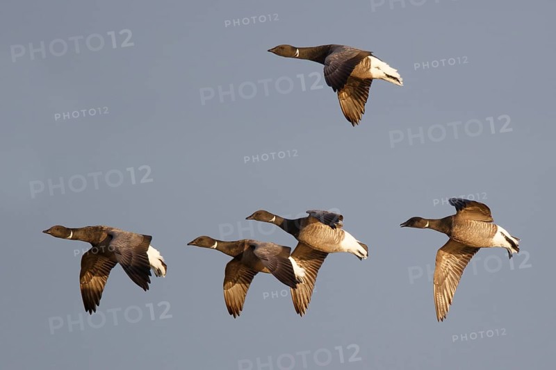 Brant Goose (Branta bernicla) group flying, Netherlands
