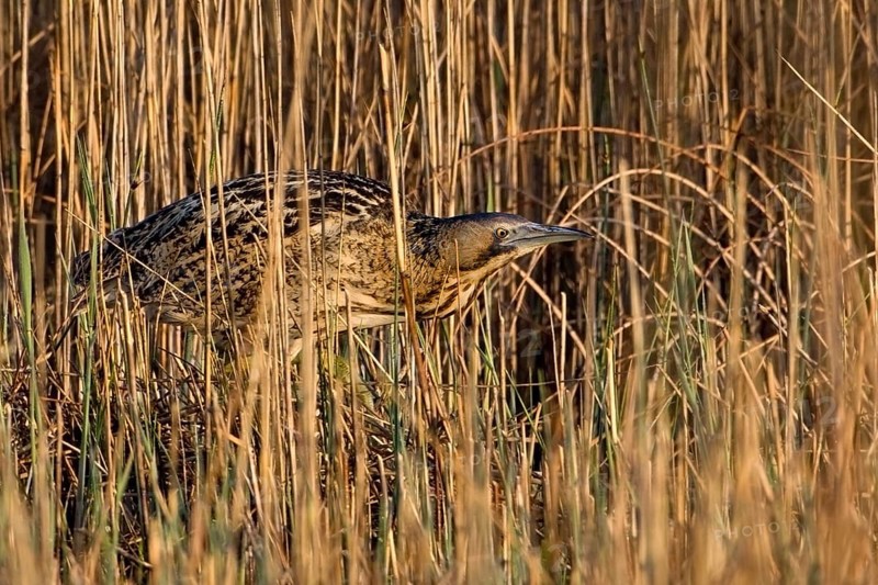 Eurasian Bittern (Botaurus stellaris) foraging, Saxony-Anhalt, Germany