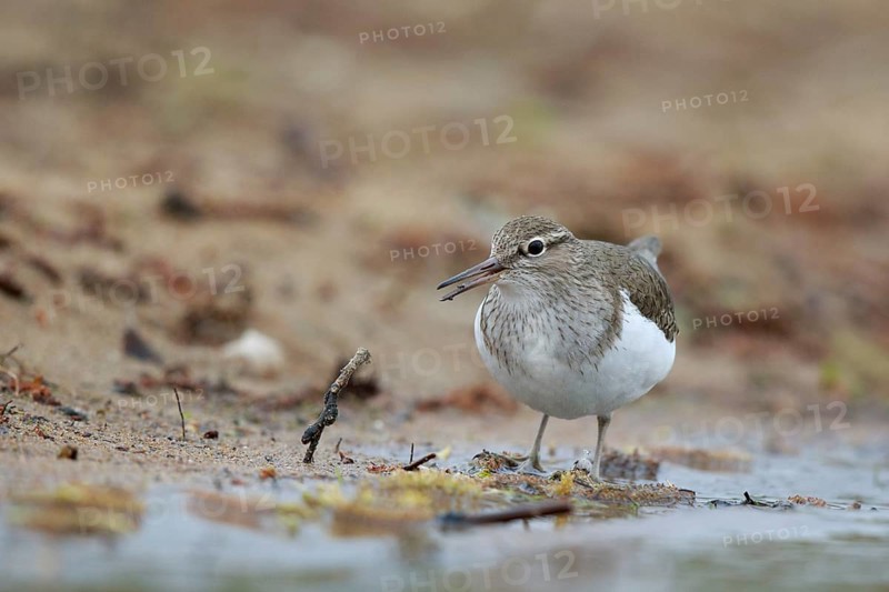 Common Sandpiper (Actitis hypoleucos) foraging, North Rhine-Westphalia, Germany