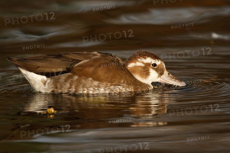 White-headed Duck (Oxyura leucocephala) juvenile, North Rhine-Westphalia, Germany
