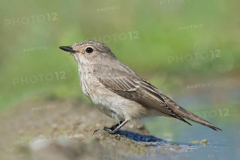 Spotted Flycatcher (Muscicapa striata) at waterhole, Aosta Valley, Italy