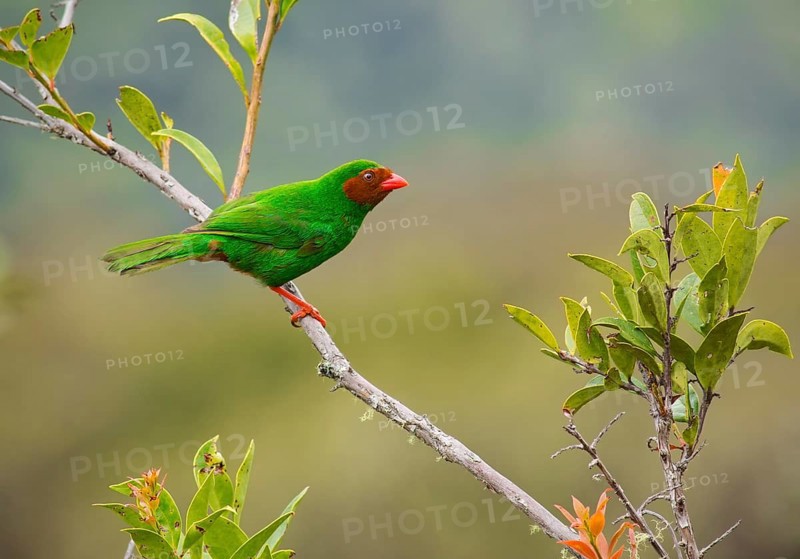 Grass-green Tanager (Chlorornis riefferii), Cusco, Peru