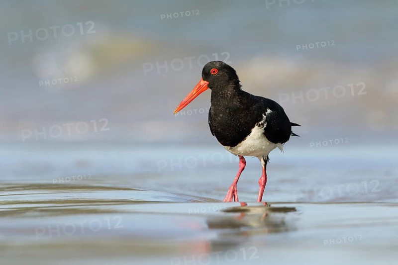 Pied Oystercatcher (Haematopus longirostris) foraging at shoreline, Victoria, Australia