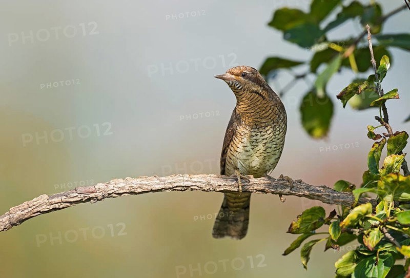 Eurasian Wryneck (Jynx torquilla) perched on a branch, Aosta Valley, Italy