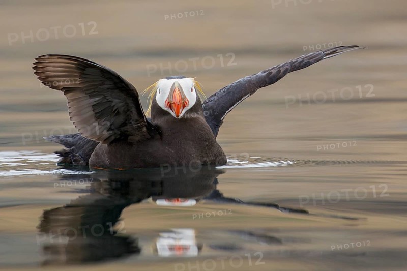 Tufted Puffin (Fratercula cirrhata) swimming on the ocean near the coast of Washington State, USA