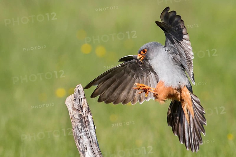 Red-Footed Falcon (Falco vespertinus), adult male landing on a branch, Galicia, Spain