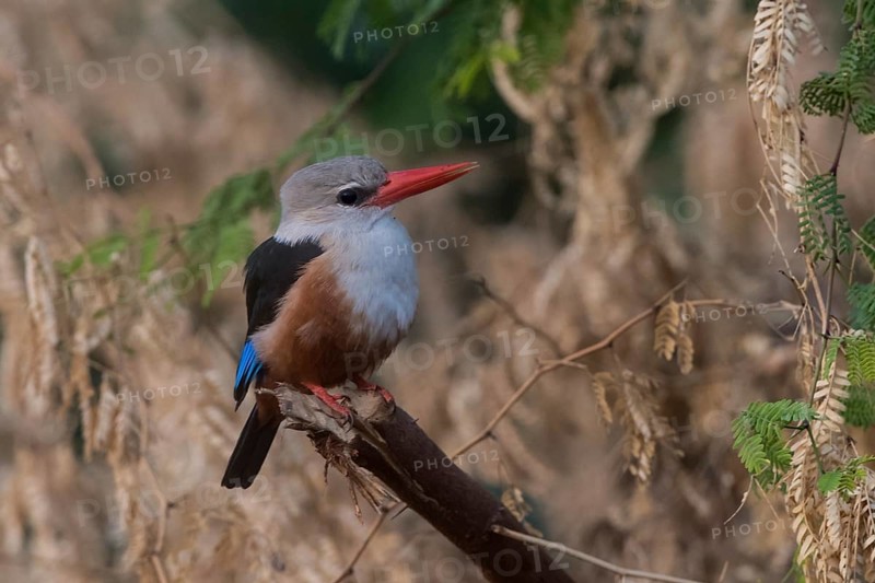 Grey-headed Kingfisher (Halcyon leucocephala), Cape Verde