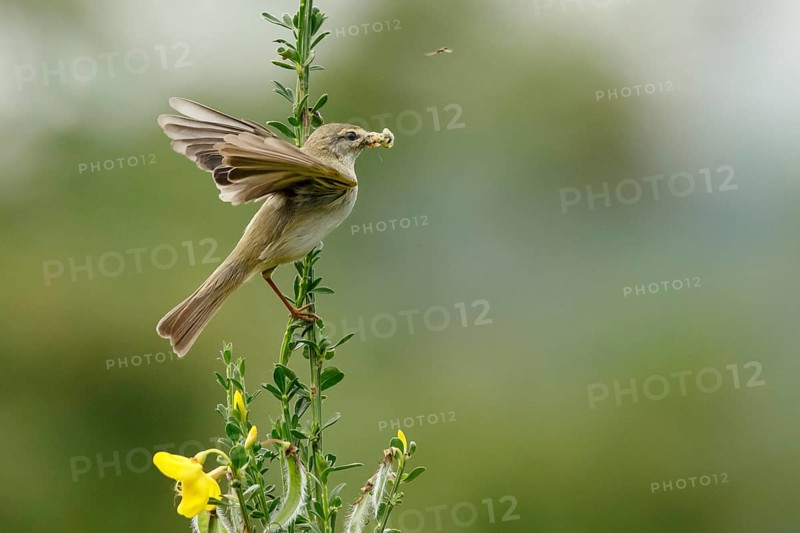 Willow Warbler (Phylloscopus trochilus) perched on a branch with food in its beak, Mecklenburg Western-Pomerania, Germany