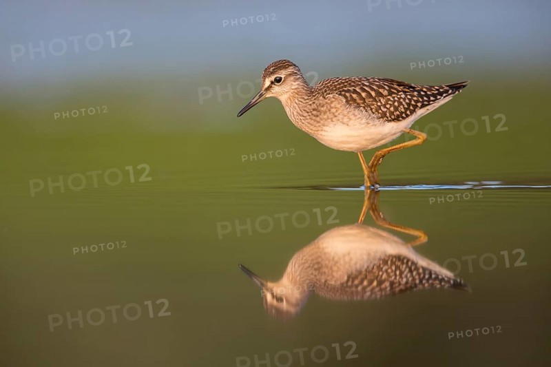 Wood Sandpiper (Tringa glareola) foraging, Poland