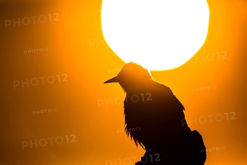 Spotless Starling (Sturnus unicolor), Extremadura, Spain